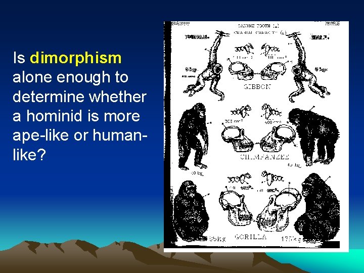 Is dimorphism alone enough to determine whether a hominid is more ape-like or humanlike?