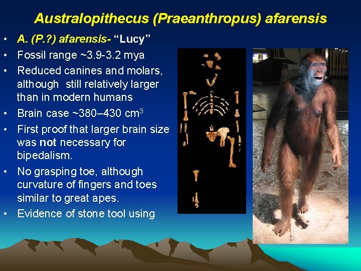 Australopithecus (Praeanthropus) afarensis • A. (P. ? ) afarensis- “Lucy” • Fossil range ~3.