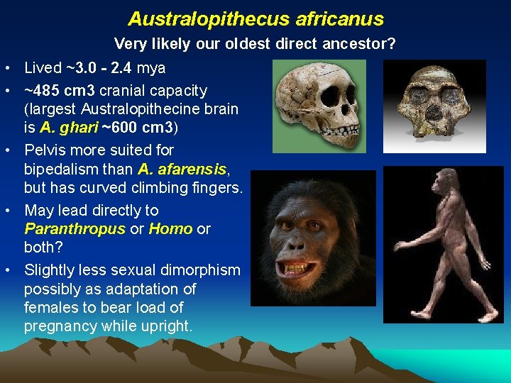 Australopithecus africanus • • • Very likely our oldest direct ancestor? Lived ~3. 0