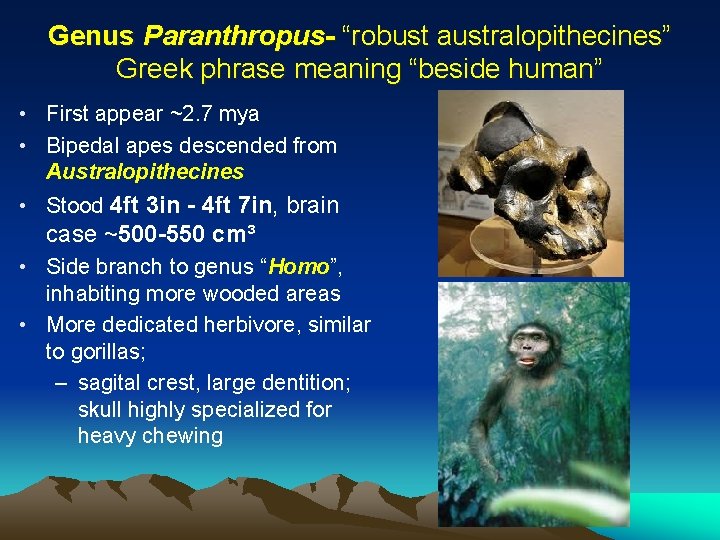 Genus Paranthropus- “robust australopithecines” Greek phrase meaning “beside human” • First appear ~2. 7