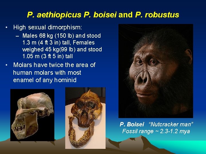 P. aethiopicus P. boisei and P. robustus • High sexual dimorphism: – Males 68