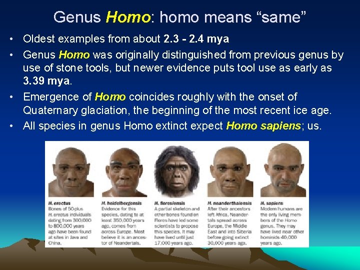 Genus Homo: homo means “same” • Oldest examples from about 2. 3 - 2.