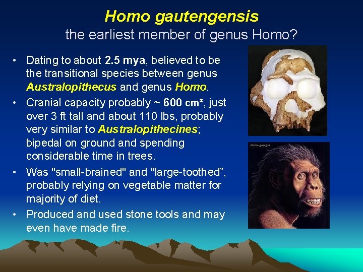Homo gautengensis the earliest member of genus Homo? • Dating to about 2. 5