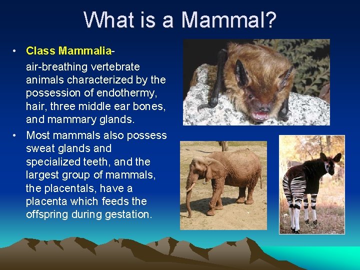 What is a Mammal? • Class Mammalia- air-breathing vertebrate animals characterized by the possession