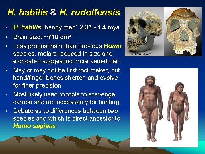 H. habilis & H. rudolfensis • H. habilis “handy man” 2. 33 - 1.