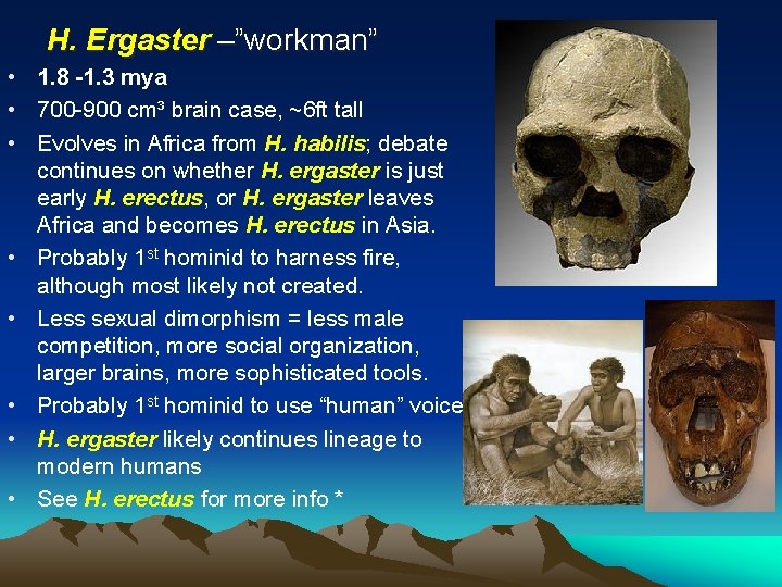 H. Ergaster –”workman” • 1. 8 -1. 3 mya • 700 -900 cm³ brain