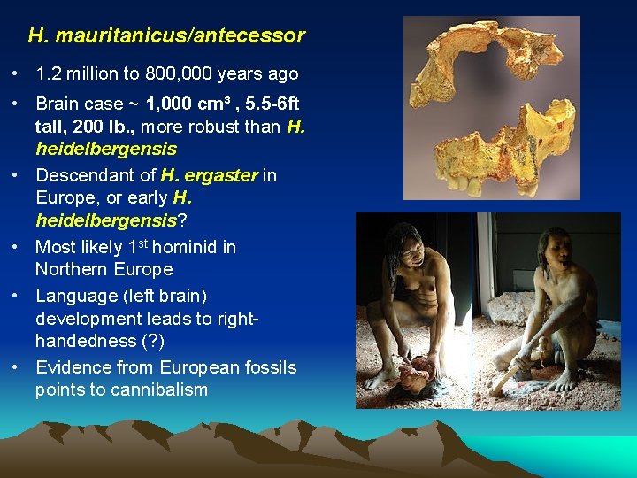 H. mauritanicus/antecessor • 1. 2 million to 800, 000 years ago • Brain case