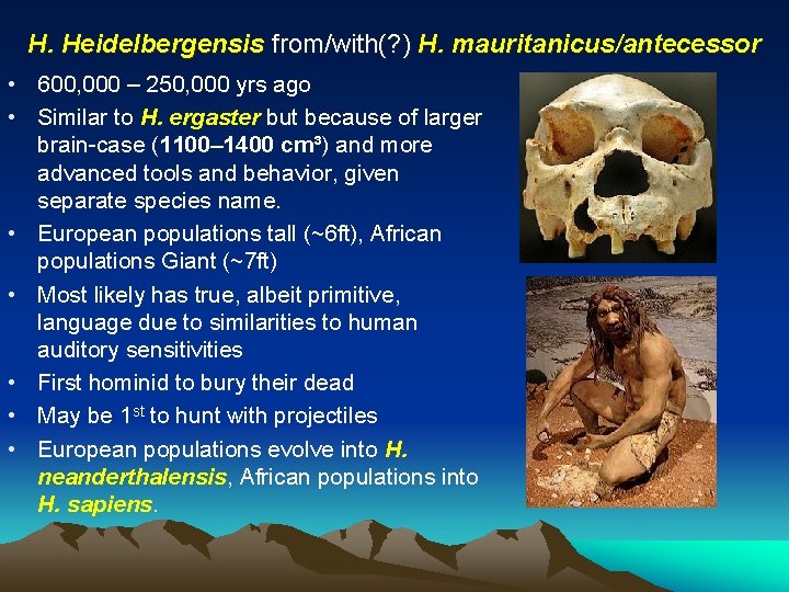 H. Heidelbergensis from/with(? ) H. mauritanicus/antecessor • 600, 000 – 250, 000 yrs ago