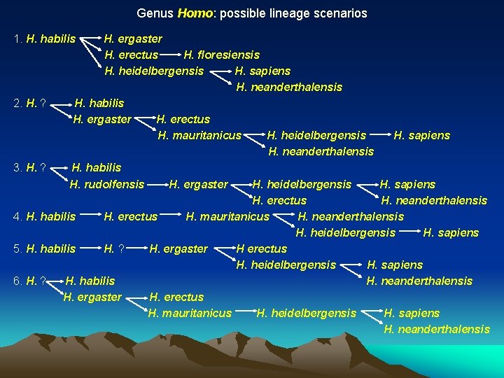 Genus Homo: possible lineage scenarios 1. H. habilis H. ergaster H. erectus H. floresiensis
