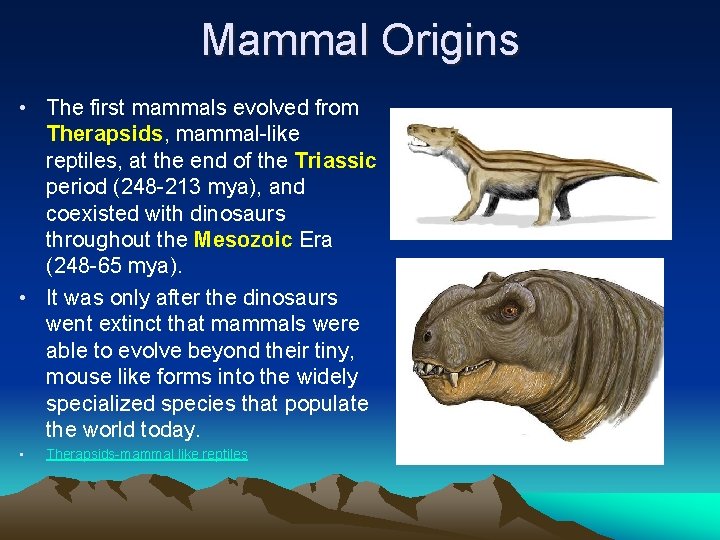 Mammal Origins • The first mammals evolved from Therapsids, mammal-like reptiles, at the end