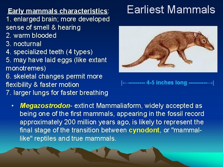 Early mammals characteristics: 1. enlarged brain; more developed sense of smell & hearing 2.