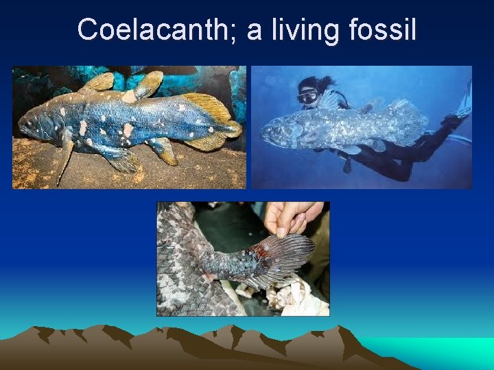 Coelacanth; a living fossil 