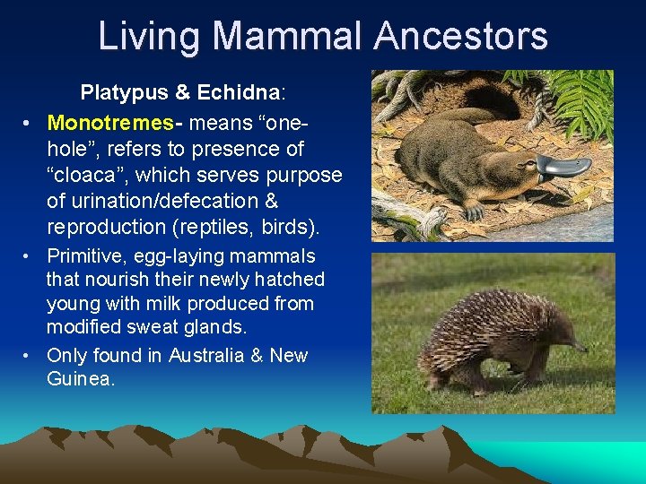 Living Mammal Ancestors Platypus & Echidna: • Monotremes- means “onehole”, refers to presence of