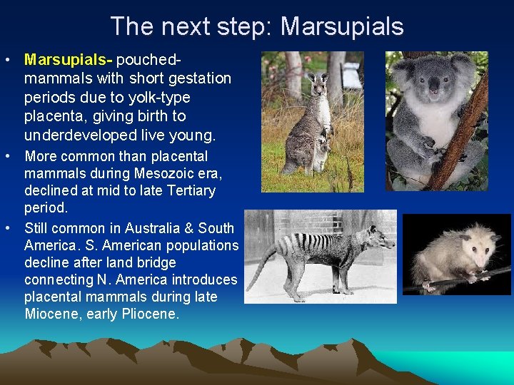 The next step: Marsupials • Marsupials- pouchedmammals with short gestation periods due to yolk-type