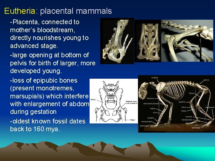 Eutheria: placental mammals -Placenta, connected to mother’s bloodstream, directly nourishes young to advanced stage.