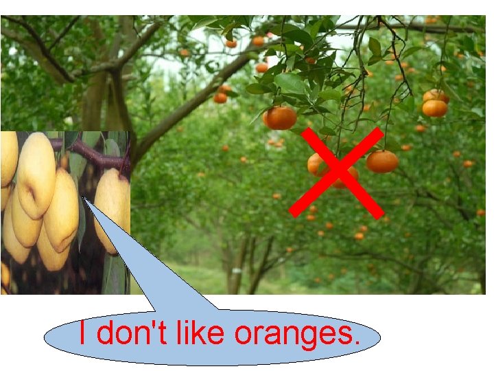 I don't like oranges. 