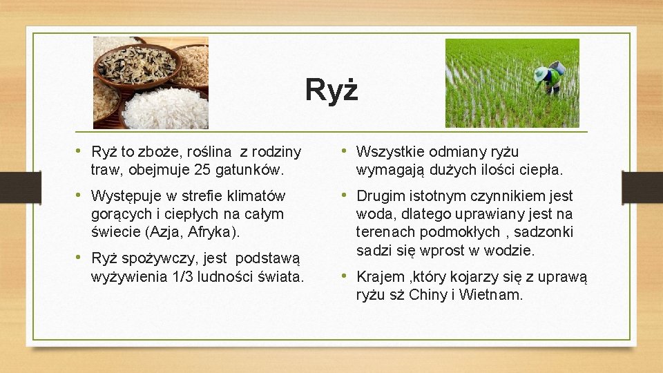 Ryż • Ryż to zboże, roślina z rodziny traw, obejmuje 25 gatunków. • Wszystkie