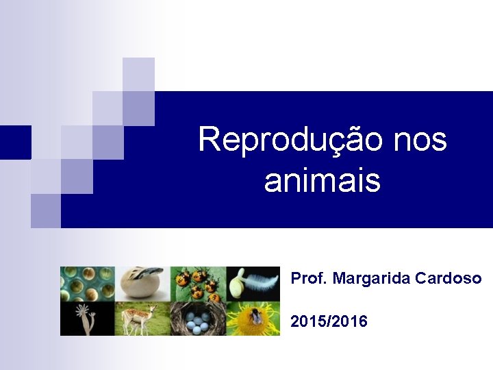 Reprodução nos animais Prof. Margarida Cardoso 2015/2016 