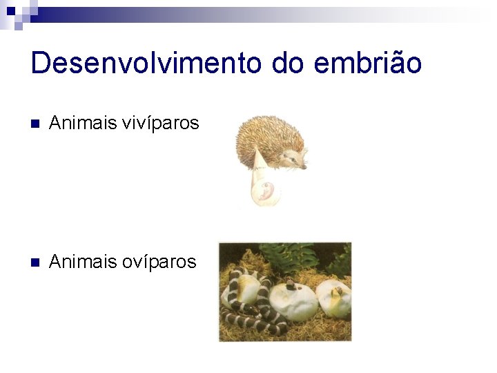 Desenvolvimento do embrião n Animais vivíparos n Animais ovíparos 