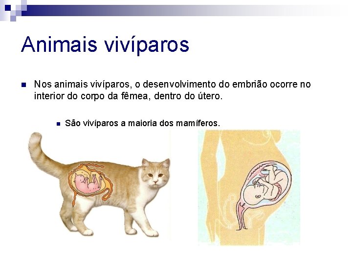 Animais vivíparos n Nos animais vivíparos, o desenvolvimento do embrião ocorre no interior do