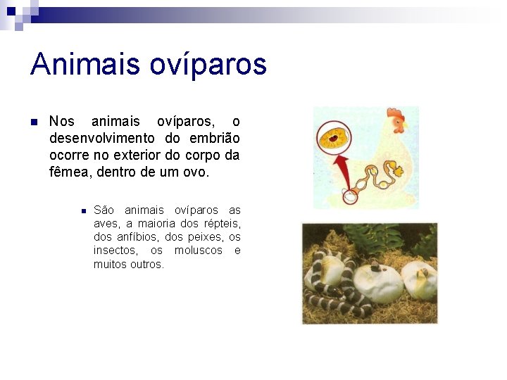 Animais ovíparos n Nos animais ovíparos, o desenvolvimento do embrião ocorre no exterior do