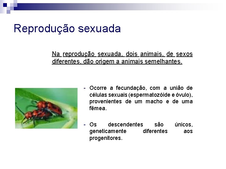 Reprodução sexuada Na reprodução sexuada, dois animais, de sexos diferentes, dão origem a animais