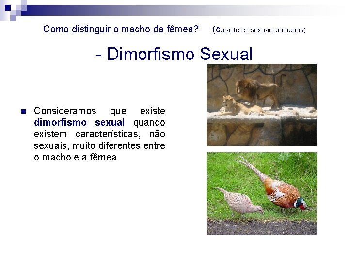 Como distinguir o macho da fêmea? (caracteres sexuais primários) - Dimorfismo Sexual n Consideramos