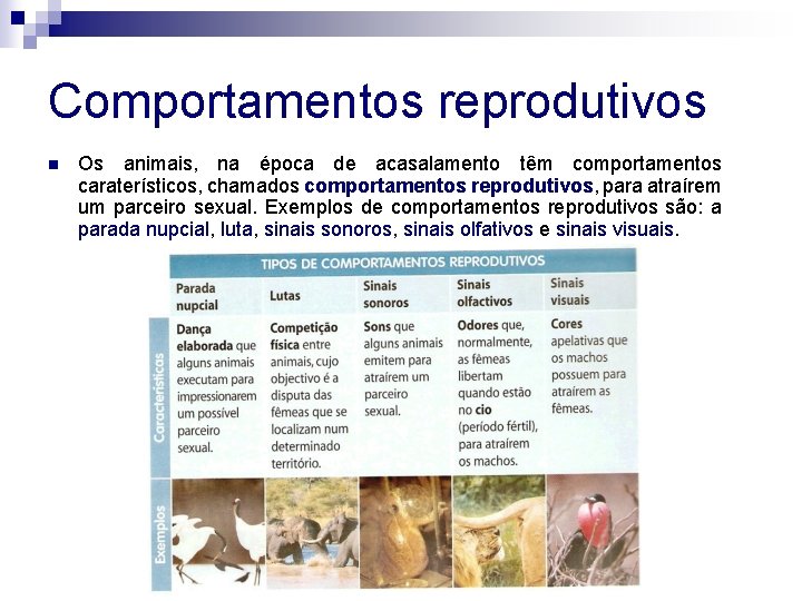 Comportamentos reprodutivos n Os animais, na época de acasalamento têm comportamentos caraterísticos, chamados comportamentos