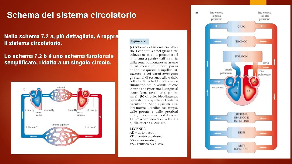 Schema del sistema circolatorio Nello schema 7. 2 a, più dettagliato, è rappresentato il