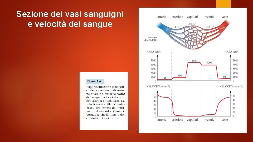 Sezione dei vasi sanguigni e velocità del sangue 