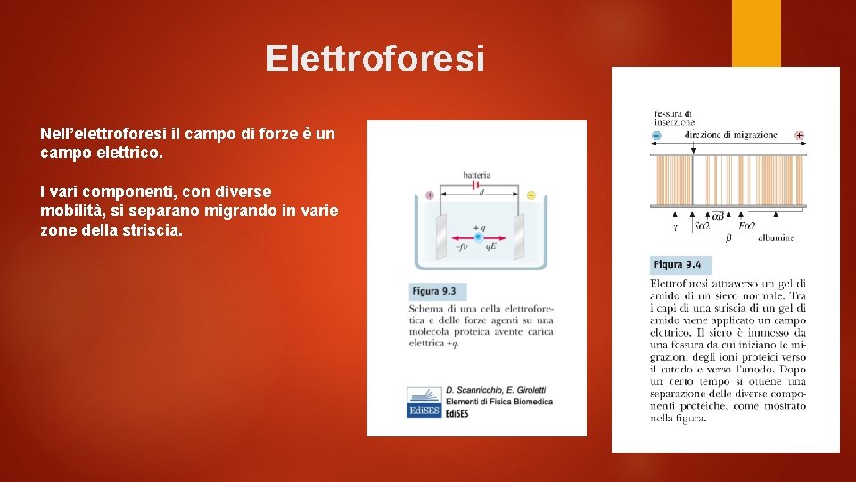 Elettroforesi Nell’elettroforesi il campo di forze è un campo elettrico. I vari componenti, con