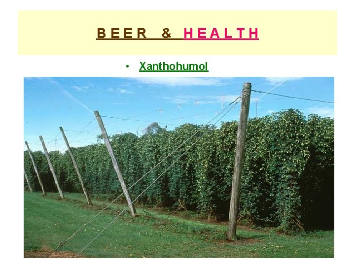 BEER & HEALTH • Xanthohumol 