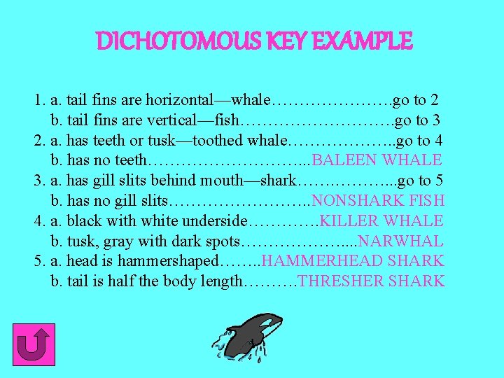 DICHOTOMOUS KEY EXAMPLE 1. a. tail fins are horizontal—whale…………………. go to 2 b. tail DICHOTOMOUS KEY EXAMPLE 1. a. tail fins are horizontal—whale…………………. go to 2 b. tail
