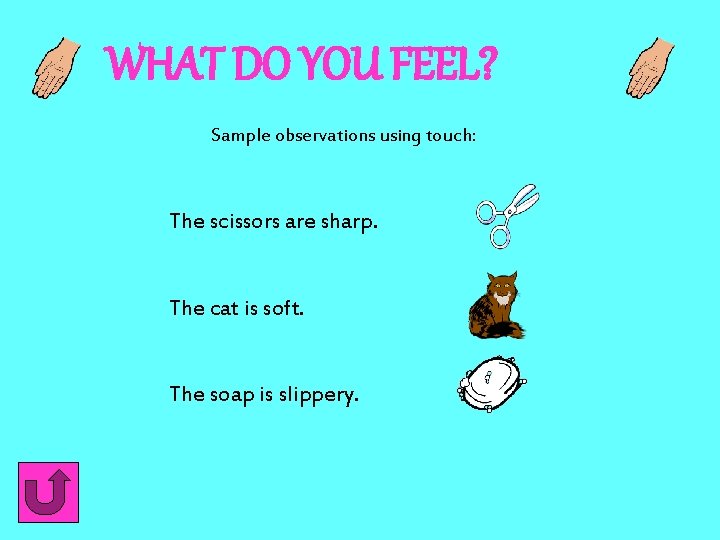 WHAT DO YOU FEEL? Sample observations using touch: The scissors are sharp. The cat WHAT DO YOU FEEL? Sample observations using touch: The scissors are sharp. The cat