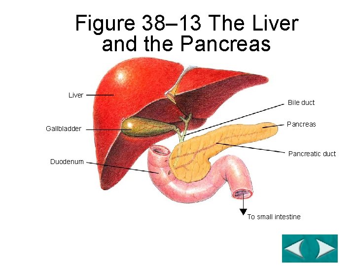 Figure 38– 13 The Liver and the Pancreas Section 38 -2 Liver Gallbladder Duodenum Figure 38– 13 The Liver and the Pancreas Section 38 -2 Liver Gallbladder Duodenum