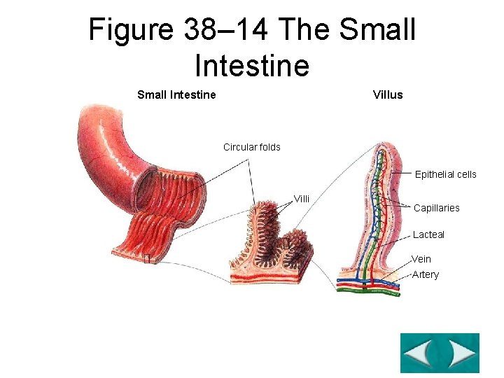 Figure 38– 14 The Small Intestine Section 38 -2 Villus Small Intestine Circular folds Figure 38– 14 The Small Intestine Section 38 -2 Villus Small Intestine Circular folds