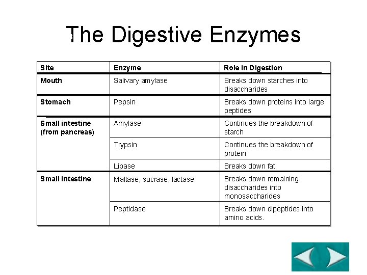 The Digestive Enzymes Section 38 -2 Site Enzyme Role in Digestion Mouth Salivary amylase The Digestive Enzymes Section 38 -2 Site Enzyme Role in Digestion Mouth Salivary amylase