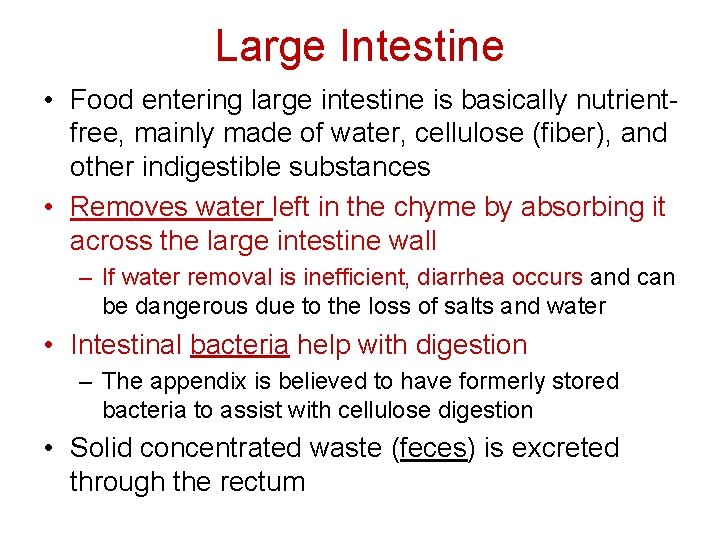 Large Intestine • Food entering large intestine is basically nutrientfree, mainly made of water, Large Intestine • Food entering large intestine is basically nutrientfree, mainly made of water,