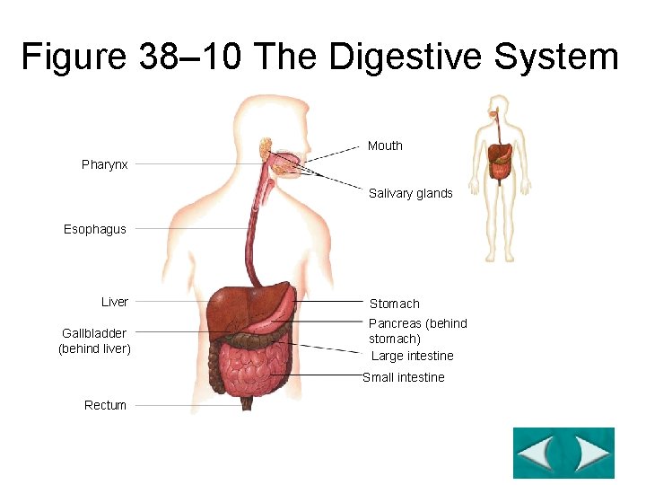 Figure 38– 10 The Digestive System Mouth Pharynx Salivary glands Esophagus Liver Gallbladder (behind Figure 38– 10 The Digestive System Mouth Pharynx Salivary glands Esophagus Liver Gallbladder (behind