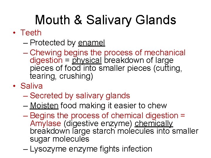 Mouth & Salivary Glands • Teeth – Protected by enamel – Chewing begins the Mouth & Salivary Glands • Teeth – Protected by enamel – Chewing begins the