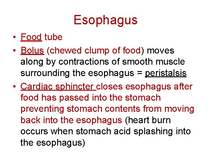 Esophagus • Food tube • Bolus (chewed clump of food) moves along by contractions Esophagus • Food tube • Bolus (chewed clump of food) moves along by contractions