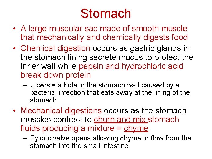 Stomach • A large muscular sac made of smooth muscle that mechanically and chemically Stomach • A large muscular sac made of smooth muscle that mechanically and chemically