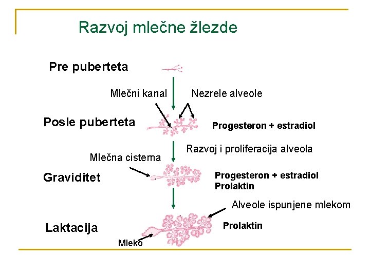 Razvoj mlečne žlezde Pre puberteta Mlečni kanal Posle puberteta Mlečna cisterna Nezrele alveole Progesteron