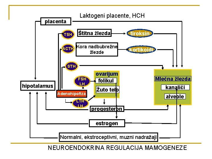 Laktogeni placente, HCH placenta TSH Štitna žlezda ACTH Kora nadbubrežne žlezde tiroksin kortikoidi STH