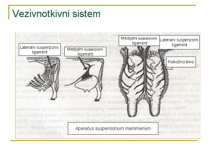 Vezivnotkivni sistem Lateralni suspenzorni ligament Medijalni suspenzorni Lateralni suspenzorni ligament Potkožno tkivo Aparatus suspensorium