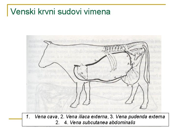 Venski krvni sudovi vimena 1. Vena cava, 2. Vena iliaca externa, 3. Vena pudenda