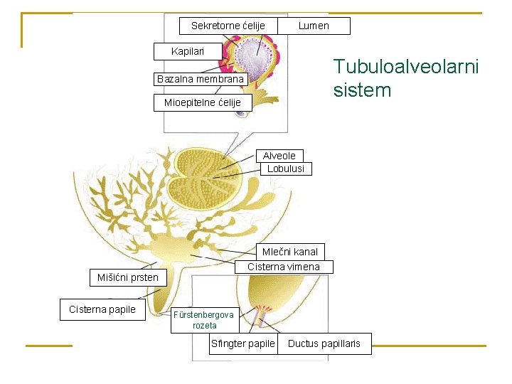Sekretorne ćelije Lumen Kapilari Tubuloalveolarni sistem Bazalna membrana Mioepitelne ćelije Alveole Lobulusi Mlečni kanal