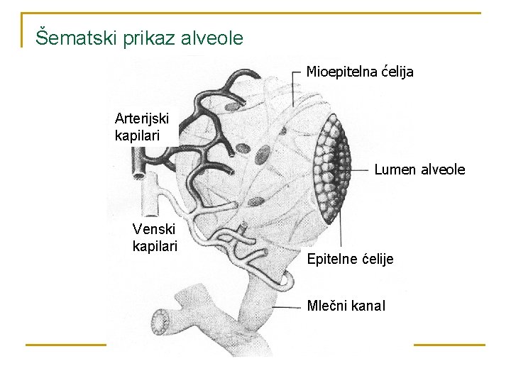 Šematski prikaz alveole Mioepitelna ćelija Arterijski kapilari Lumen alveole Venski kapilari Epitelne ćelije Mlečni