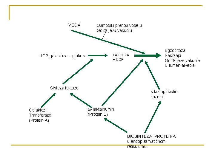 VODA UDP-galaktoza + glukoza Osmotski prenos vode u Goldžijevu vakuolu LAKTOZA + UDP Sinteza