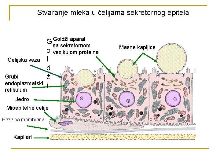 Stvaranje mleka u ćelijama sekretornog epitela Ćelijska veza Grubi endoplazmatski retikulum G Goldži aparat